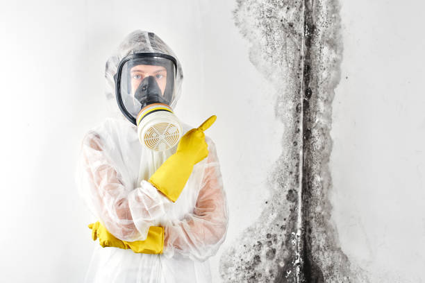 Environmental Consulting for Mold Prevention in Mingo Junction, OH